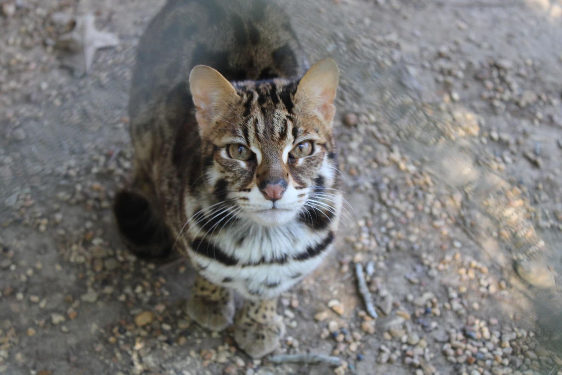 A dog is standing on a dirt path next to a chain link fence.