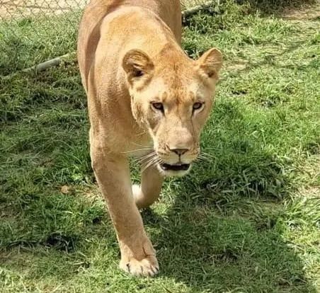 A lioness is walking through the grass and looking at the camera.