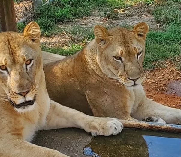 Two lions are laying next to each other near a body of water.