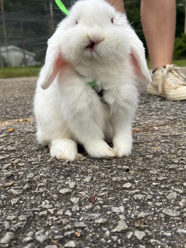 A white rabbit on a leash is sitting on the side of a road.