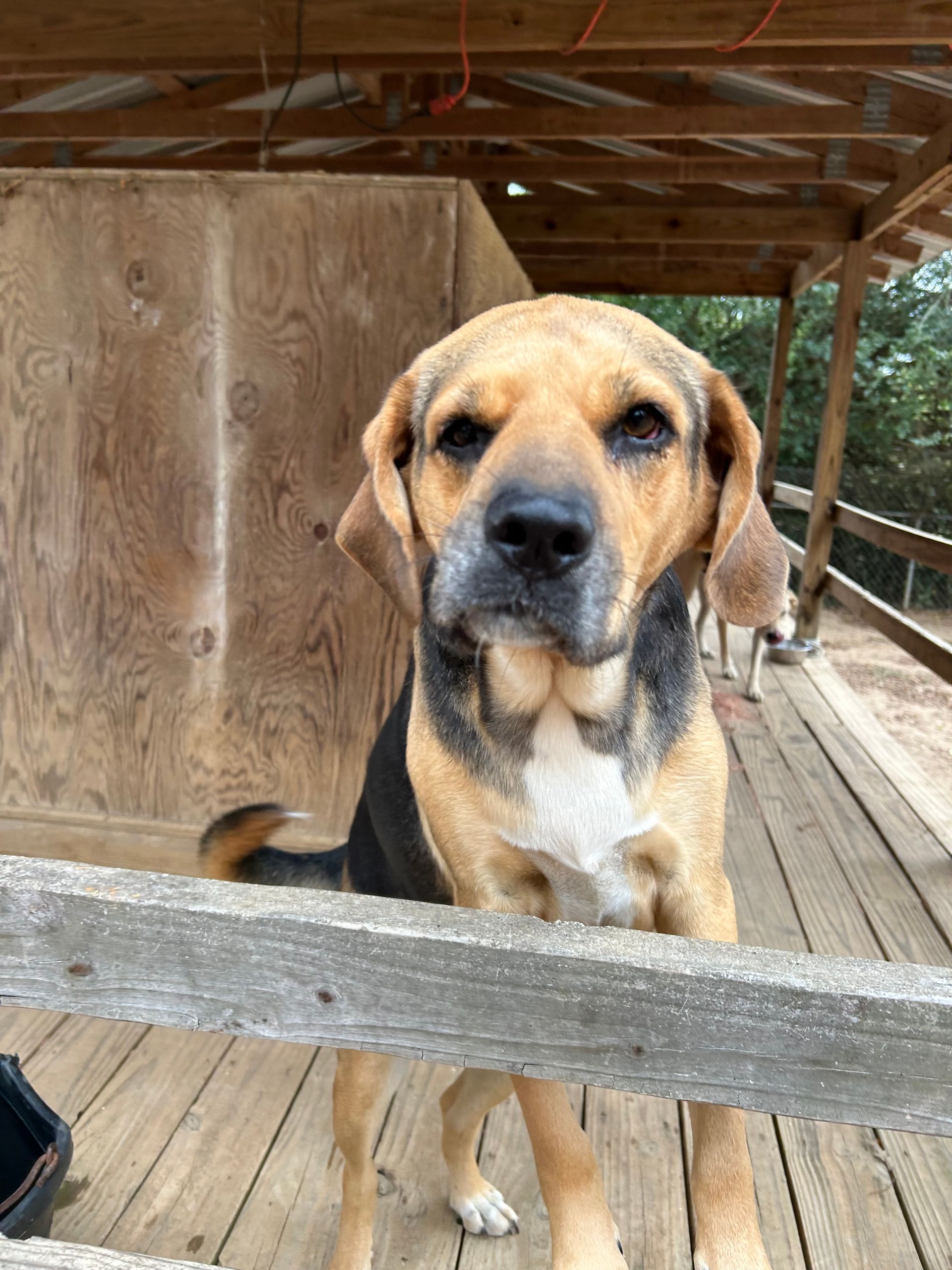 A brown and black dog is standing on a wooden deck behind a wooden fence.