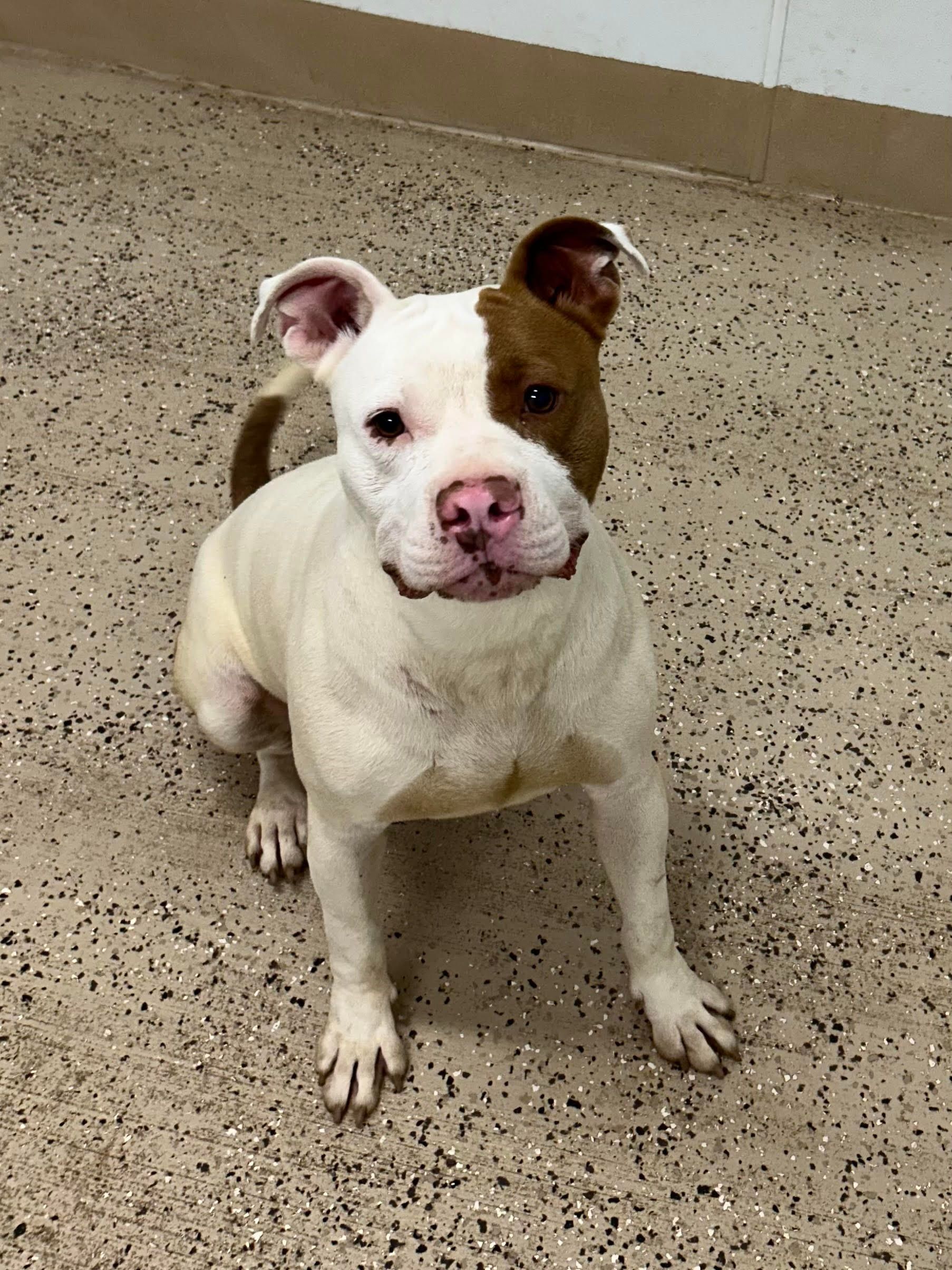 A white and brown dog is standing on a tiled floor and looking at the camera.