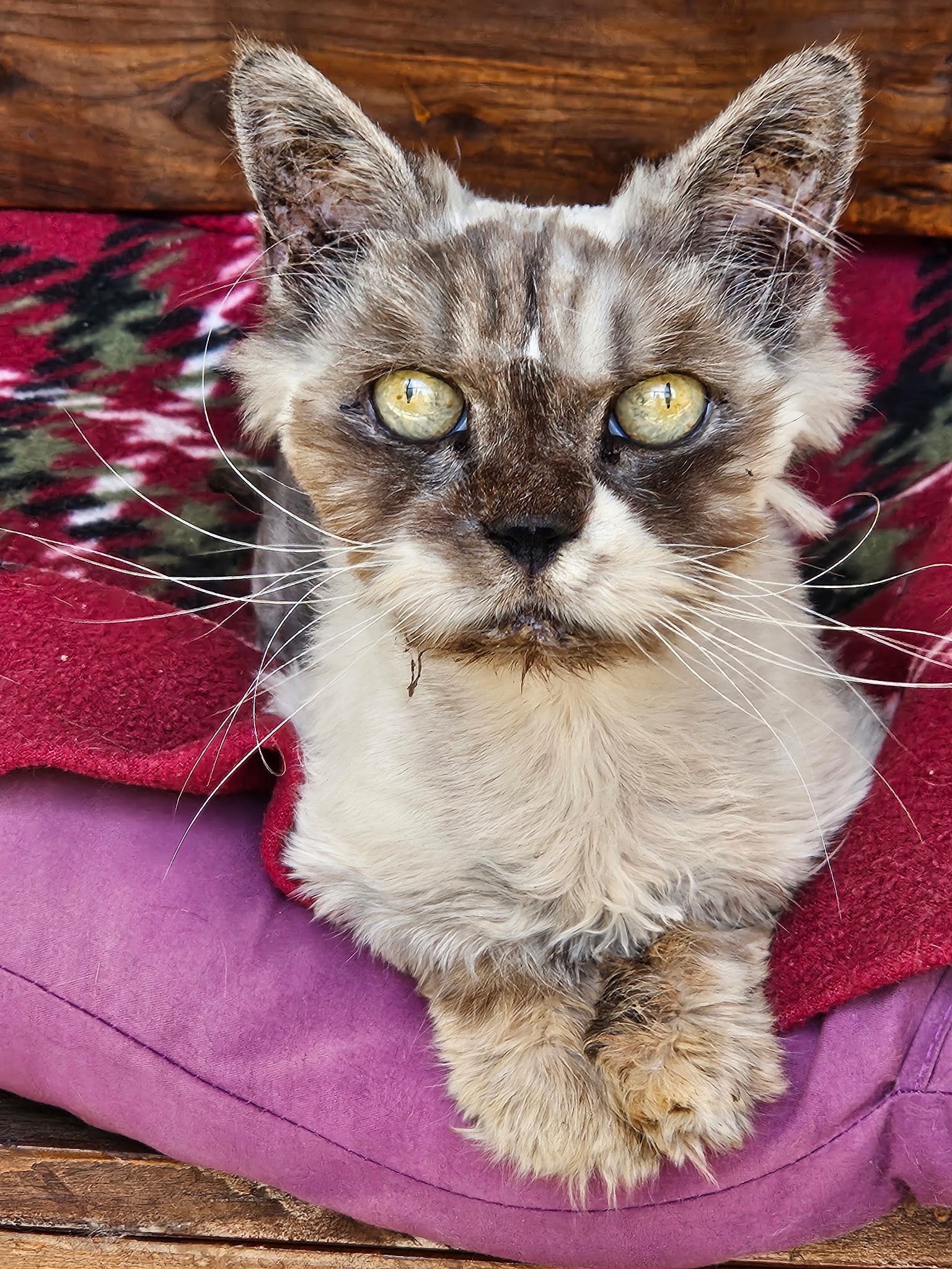 A cat is laying on a pink pillow on a wooden table.