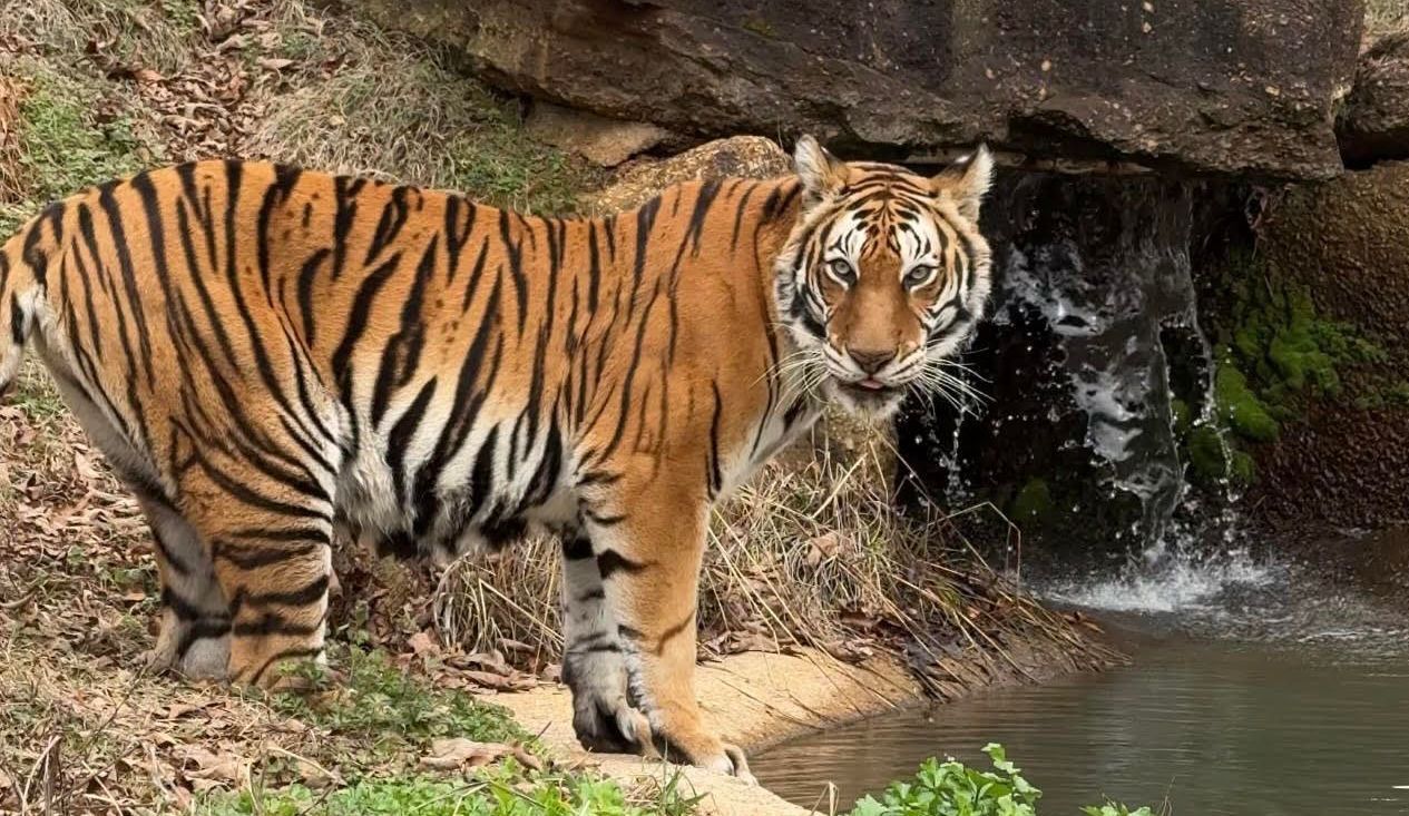 A tiger is standing next to a waterfall.