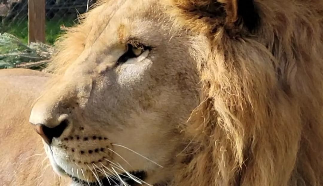 A close up of a lion 's face looking at the camera.