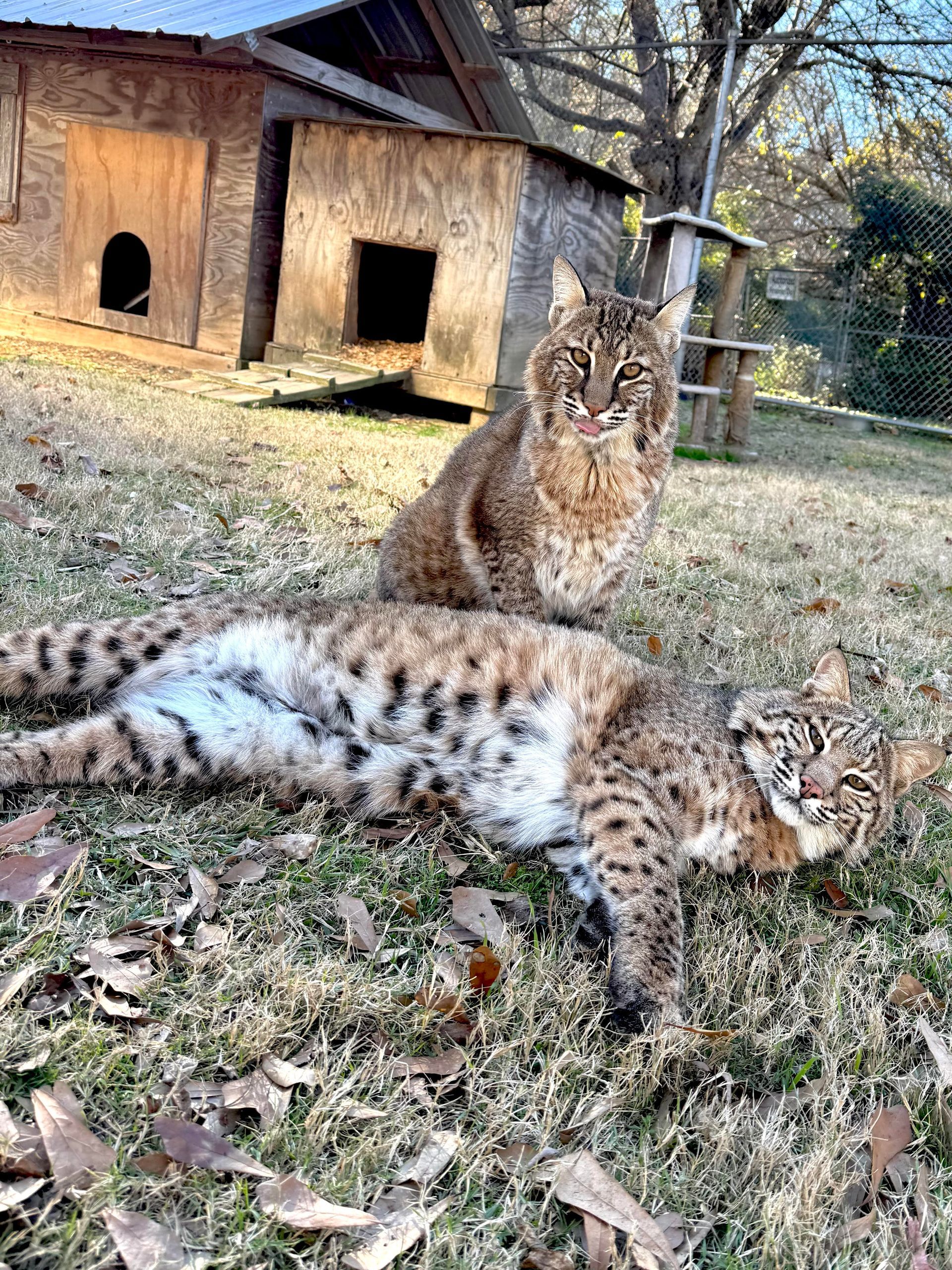 Two bobcats are laying in the grass in front of a dog house.