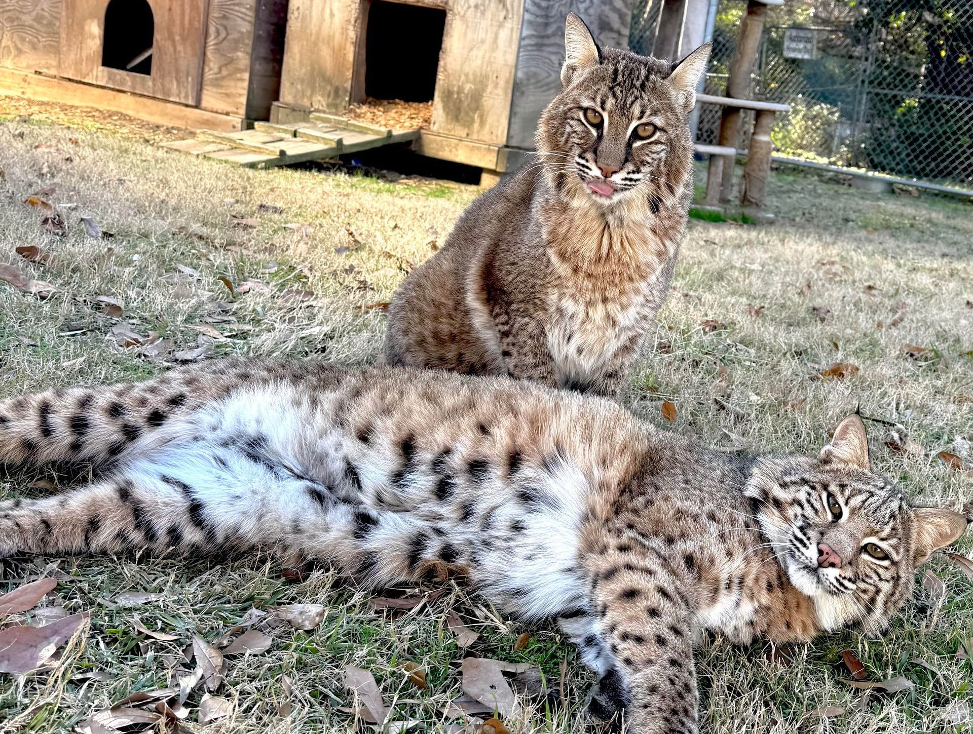 Two bobcats are laying on top of each other in the grass.
