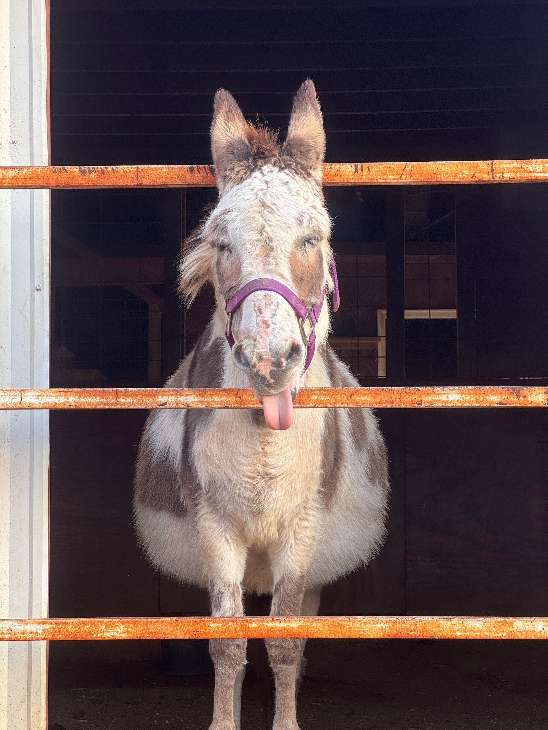 A donkey sticking its tongue out behind a fence