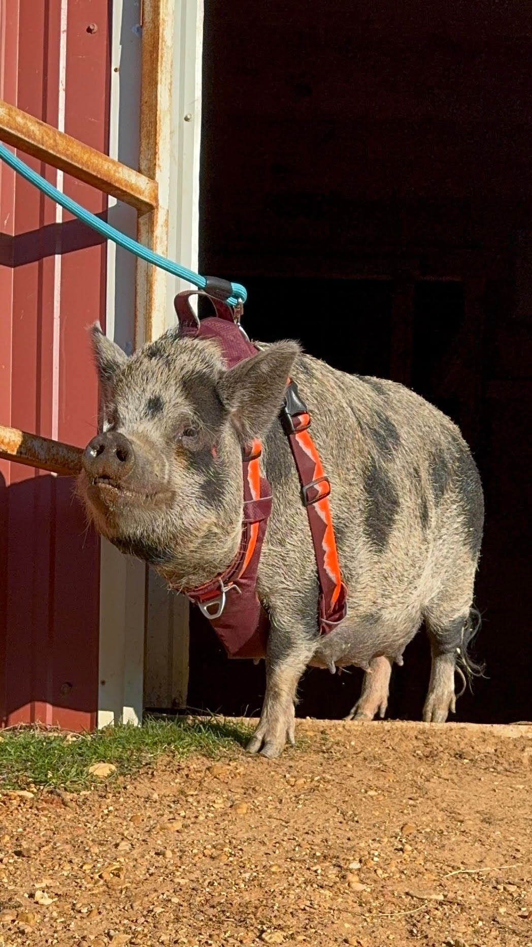 A pig is walking on a leash in front of a barn.