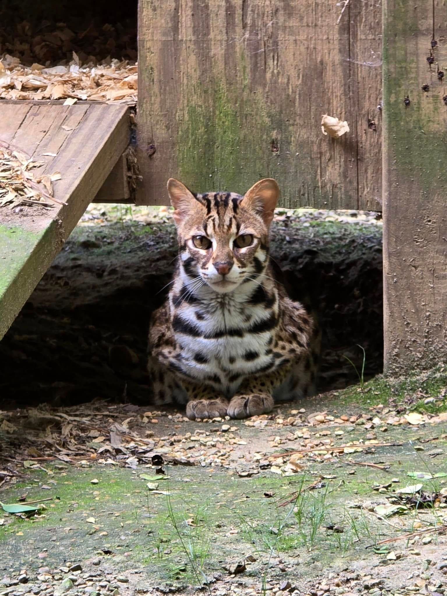 A cat is sitting in a hole in the ground next to a wooden fence.