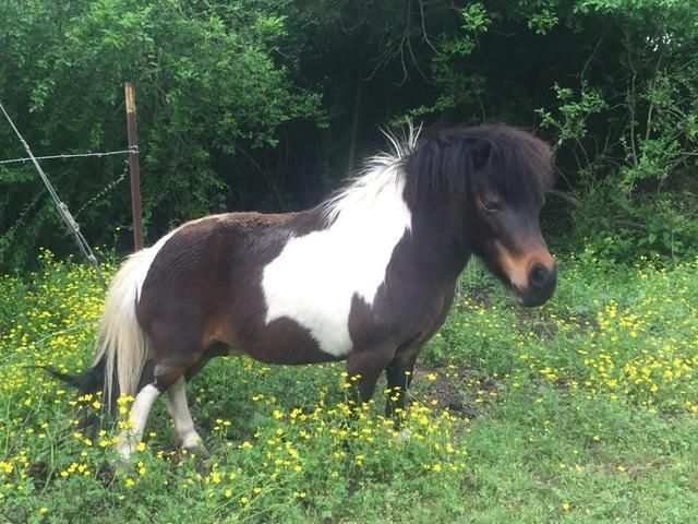 A black and white pony standing in a field of yellow flowers