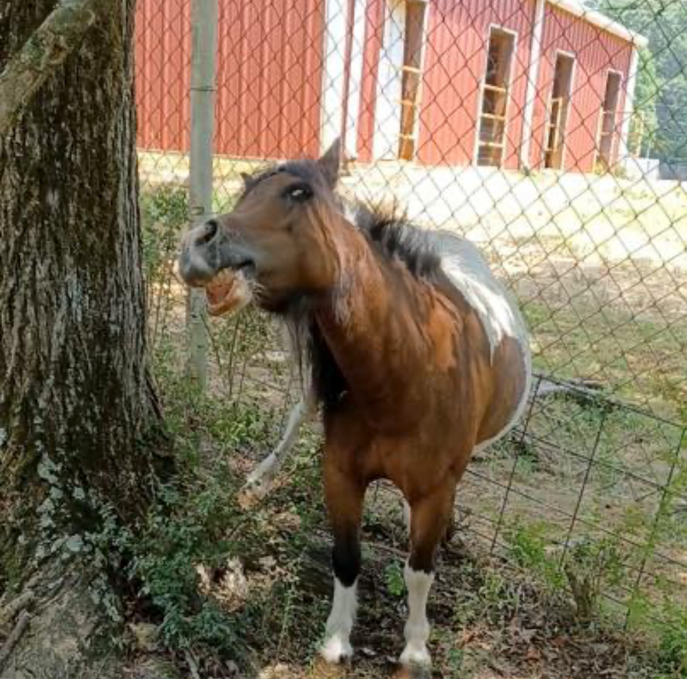 A brown and white horse standing next to a tree in front of a chain link fence.