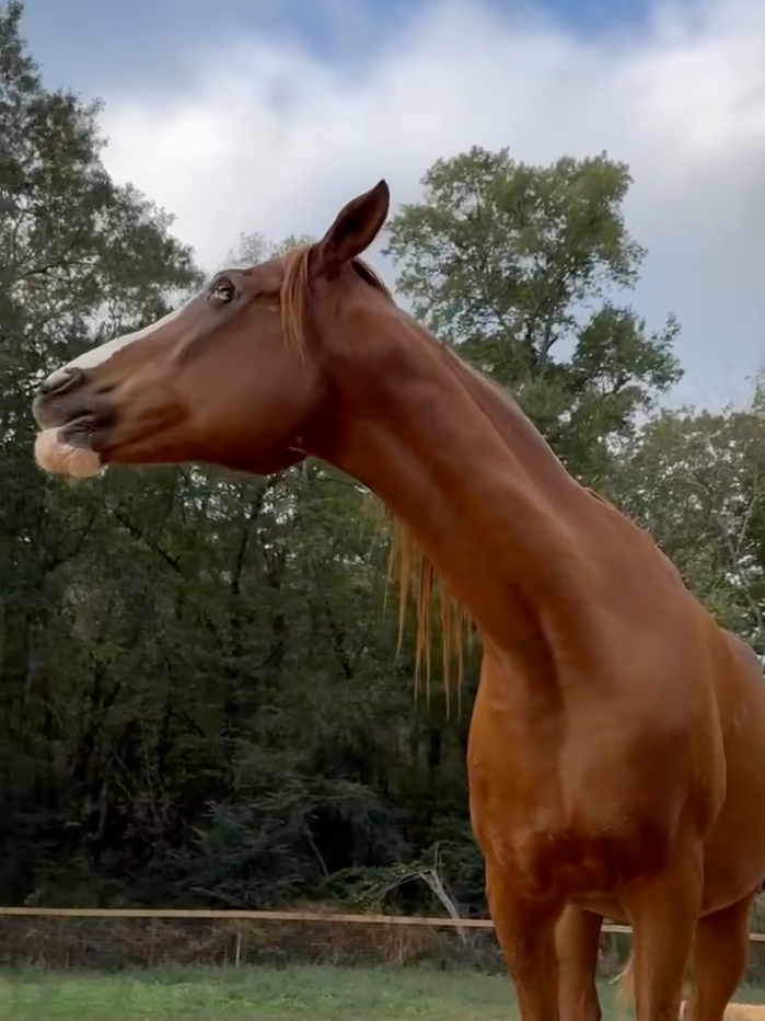 A brown horse with a long neck is standing in a field.