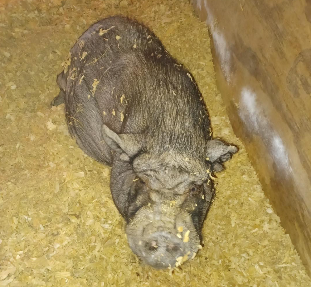 A pig is laying down on a pile of hay.