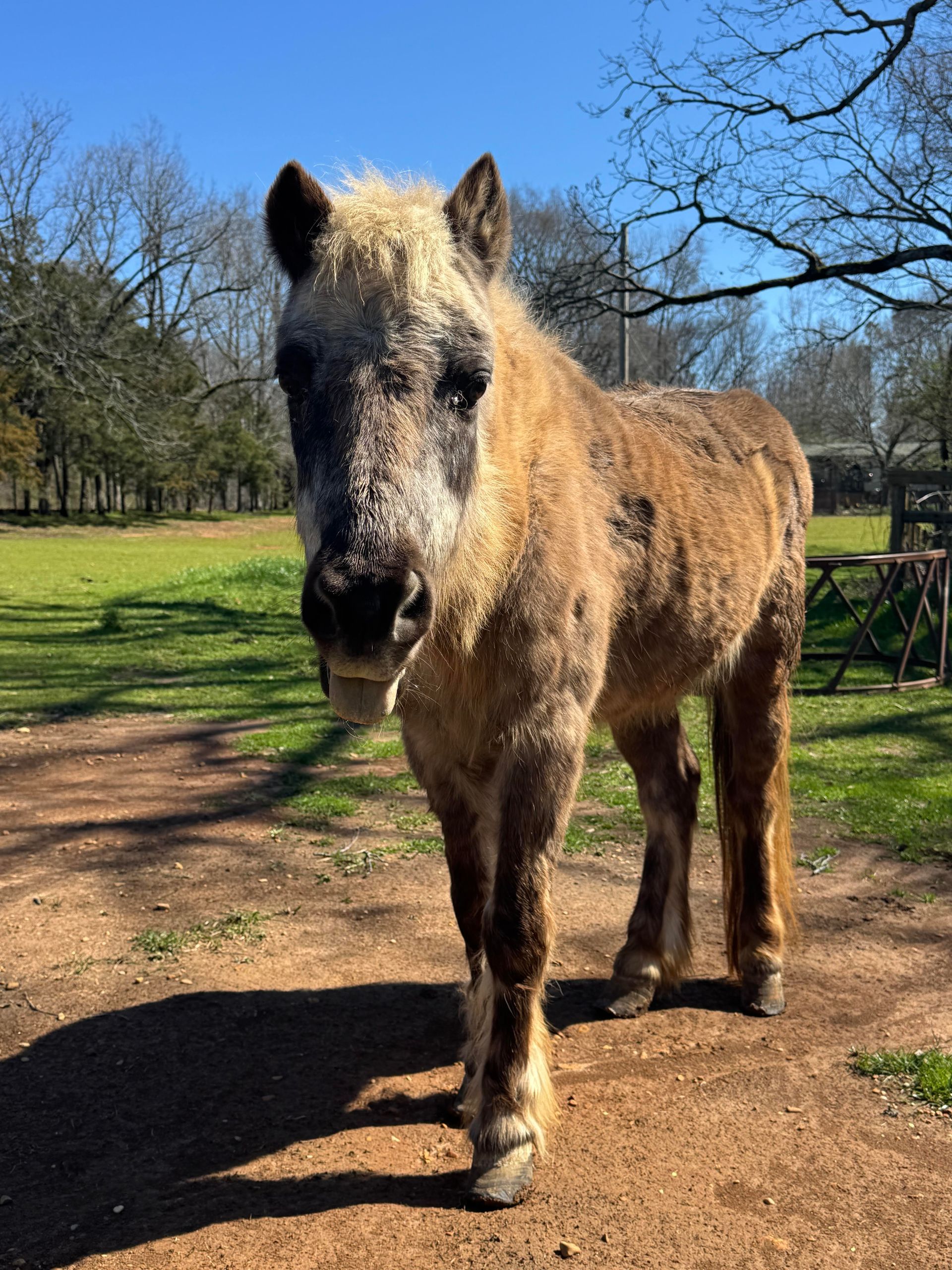 A brown horse with a white mane is standing in a dirt field.