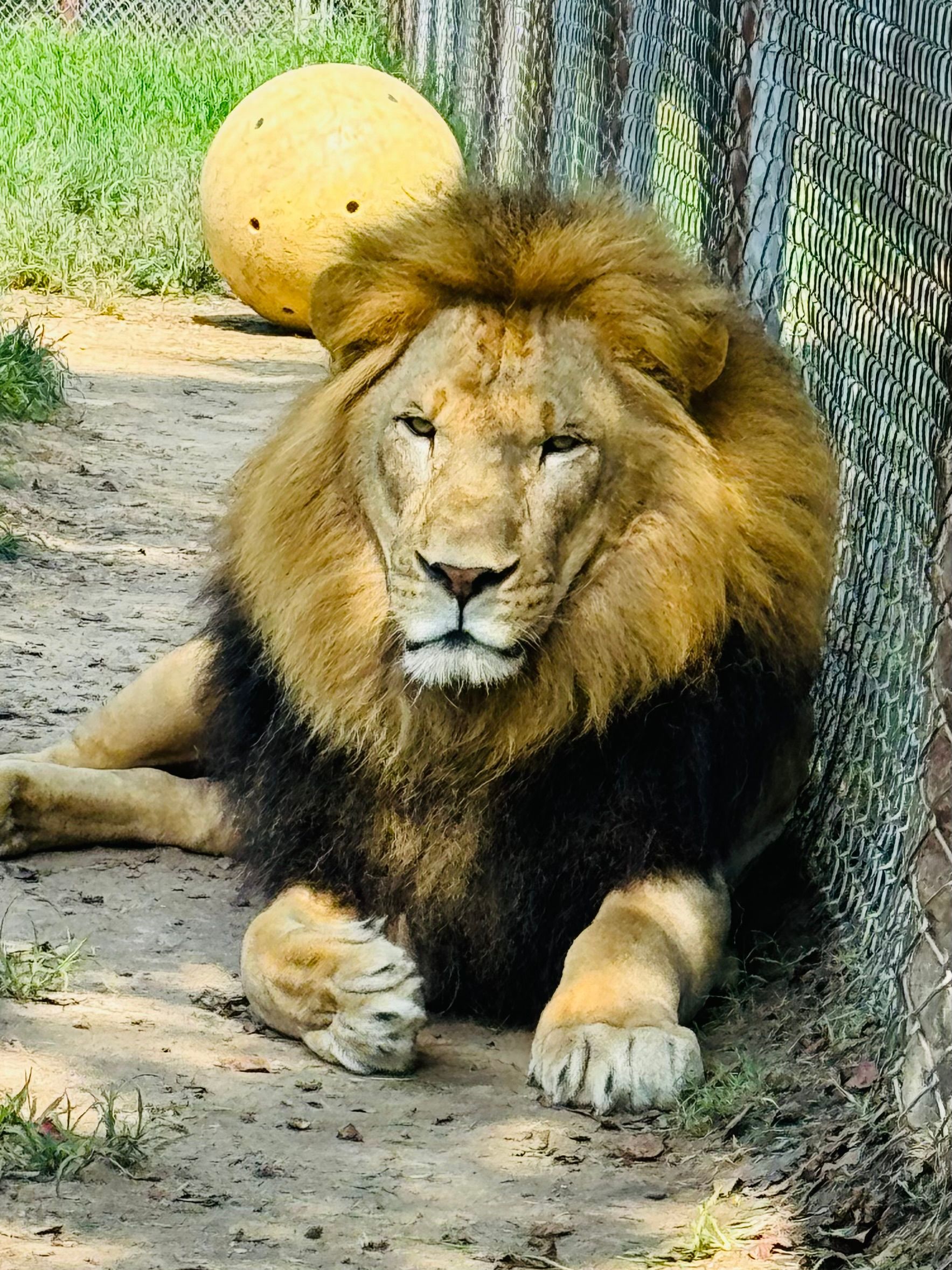 A lion is laying down next to a tree with a ball on its head.