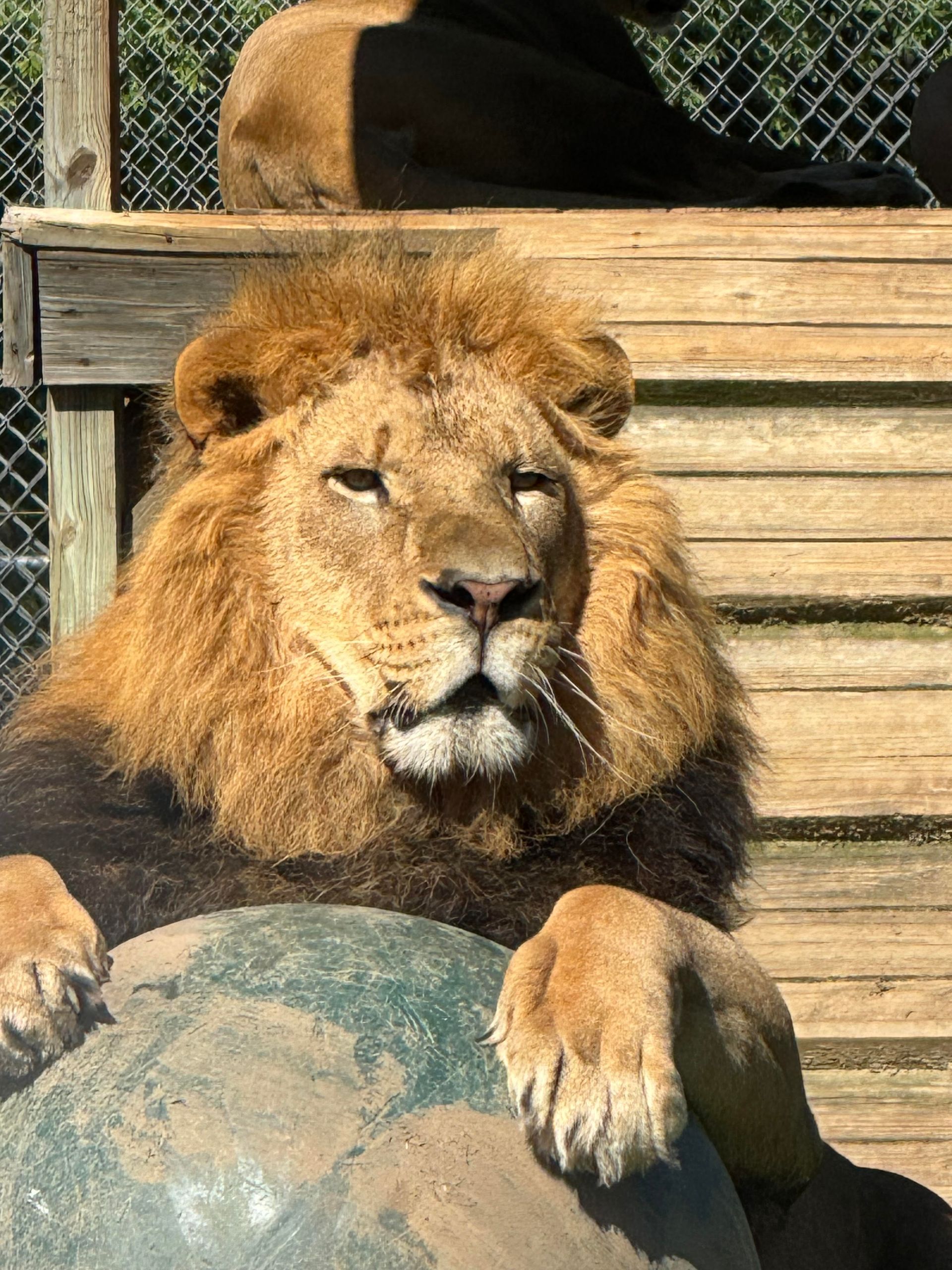 A lion is laying on a rock in a cage and looking at the camera.