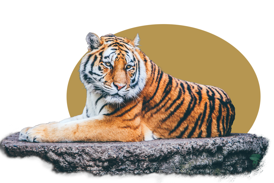 A tiger is laying on a rock and looking at the camera.