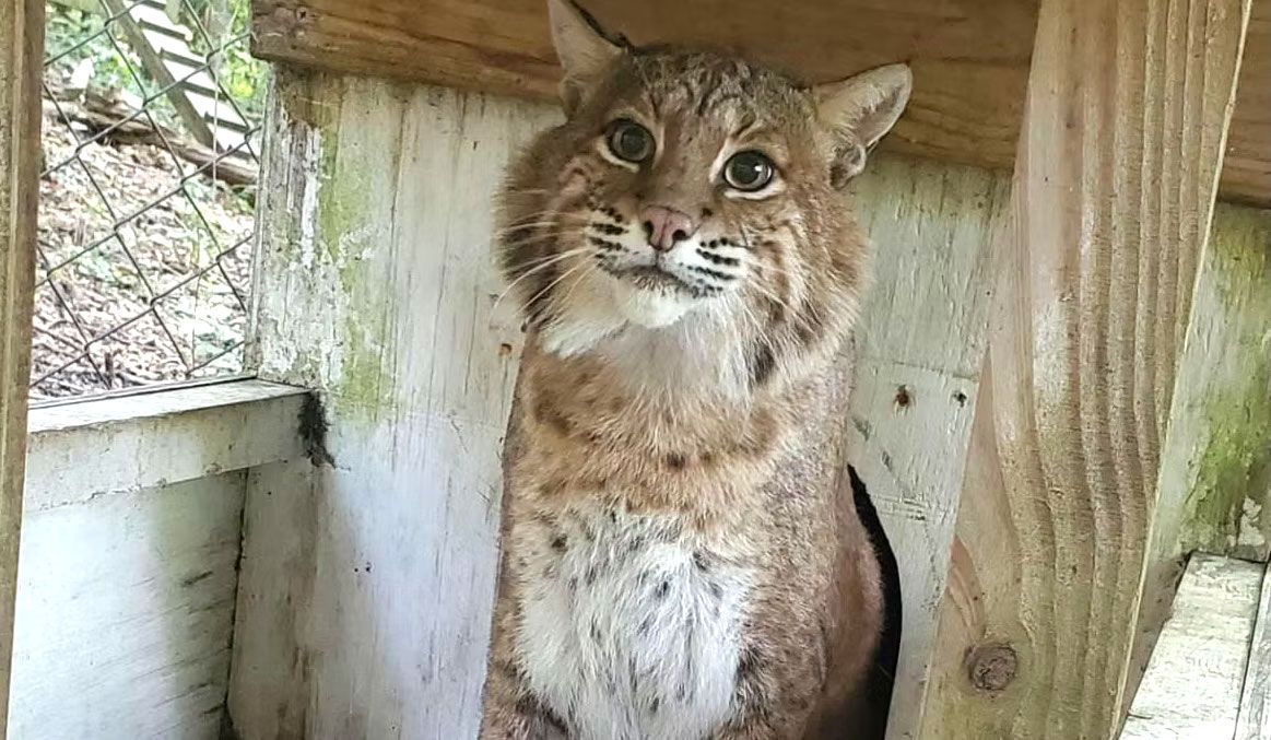 A bobcat is sitting in a wooden house.