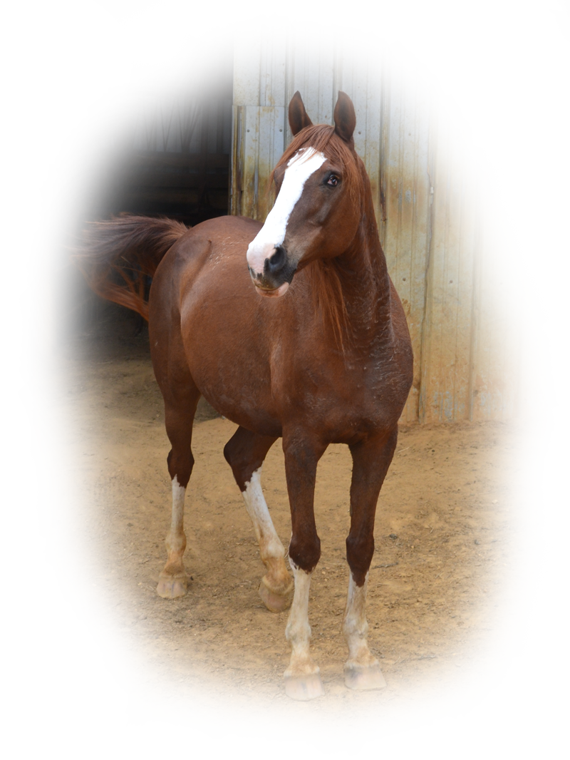 A white horse is running in a field with a cloudy sky in the background.