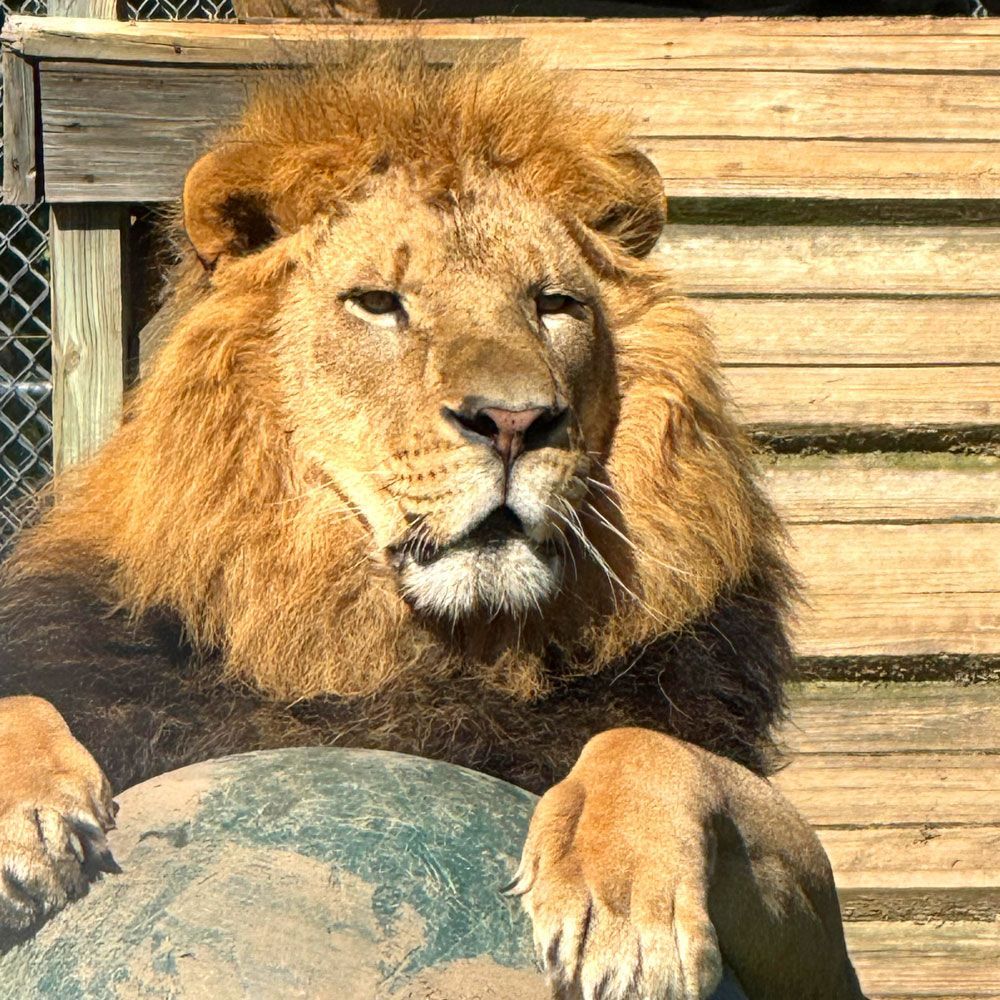 Cedarhill Animal Sanctuary Inc logo
