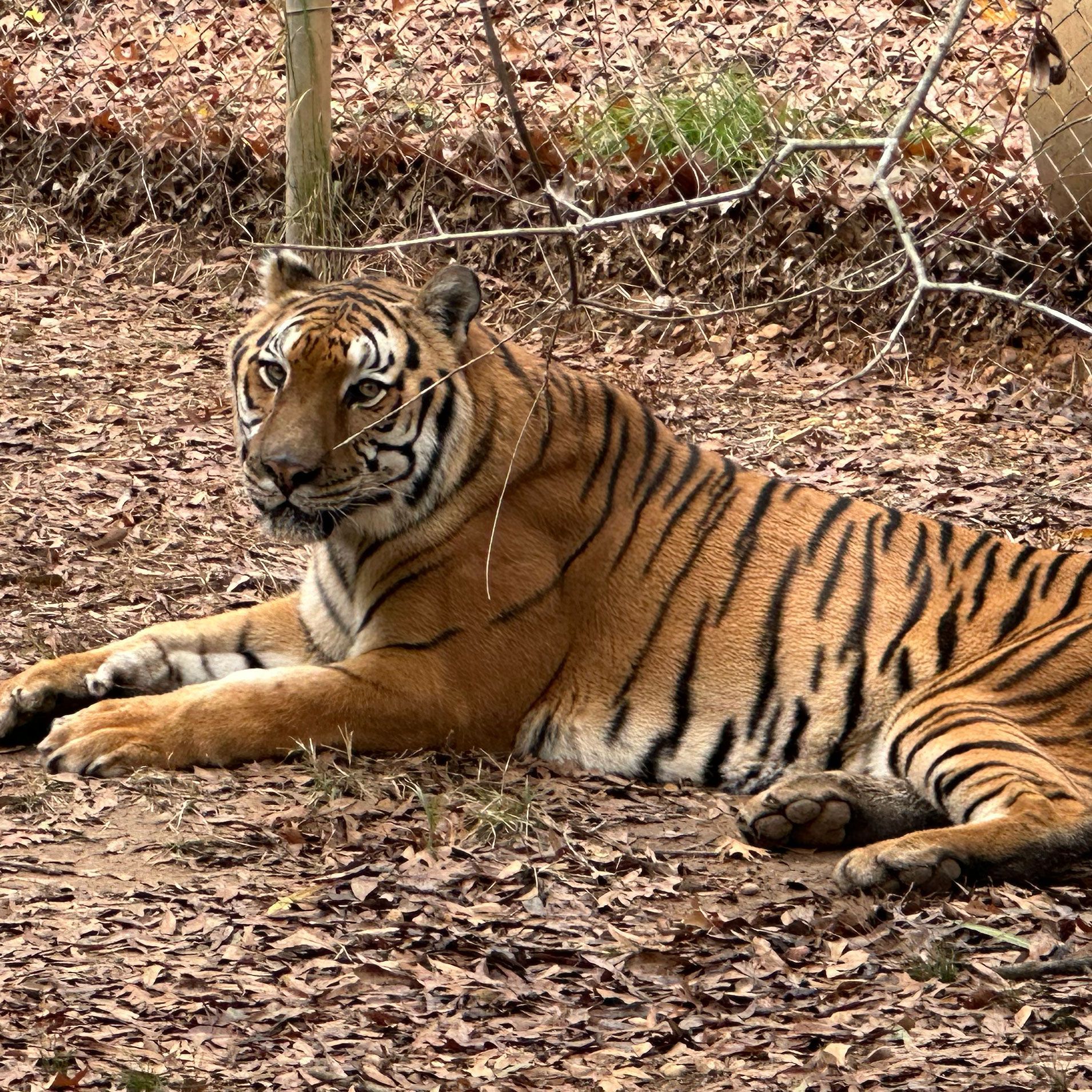 A tiger is laying on the ground in the woods.