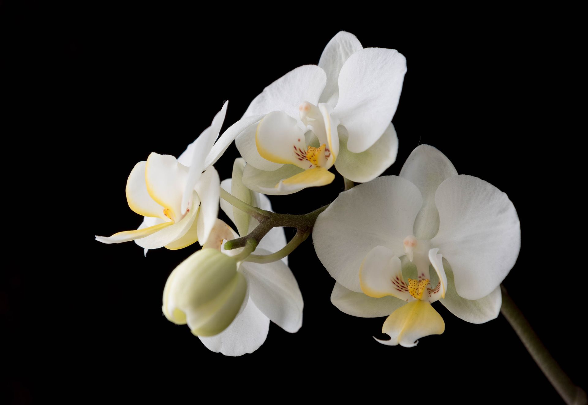 White orchid flowers on a dark background, showcasing petals and a yellow center.