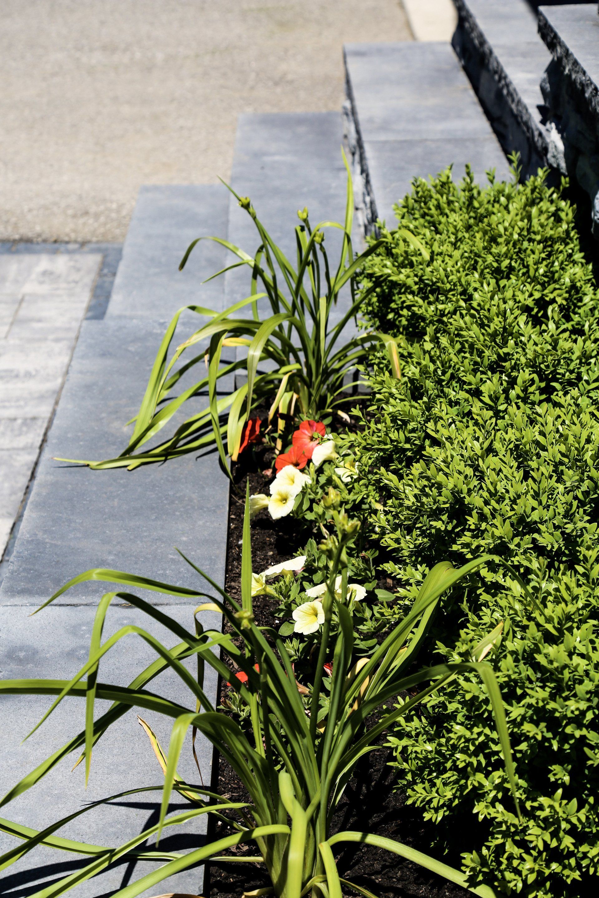 A row of flowers growing in a garden next to a stone wall.