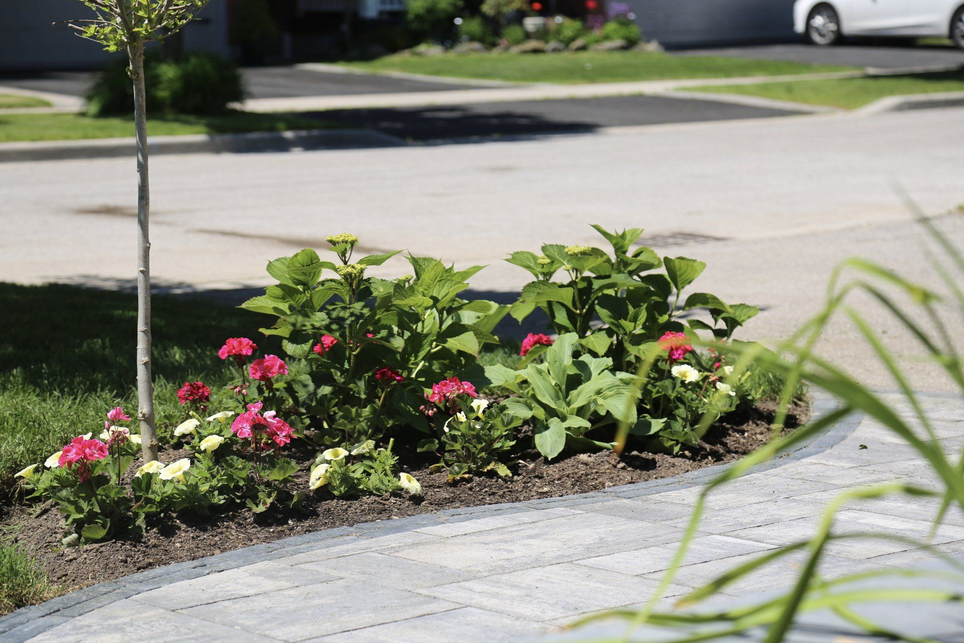 A sidewalk with flowers and a tree in the background