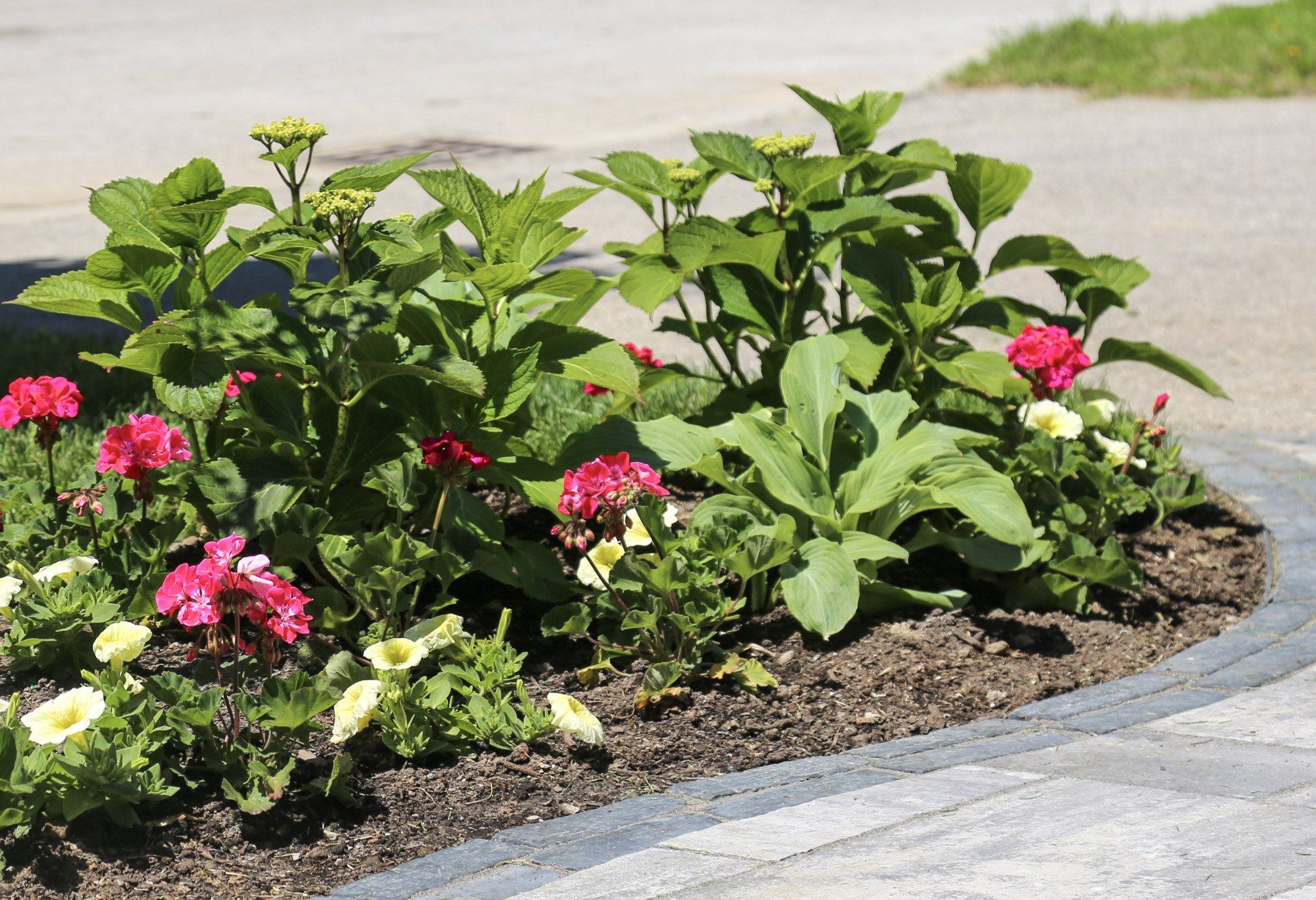 A garden with pink and yellow flowers and green leaves