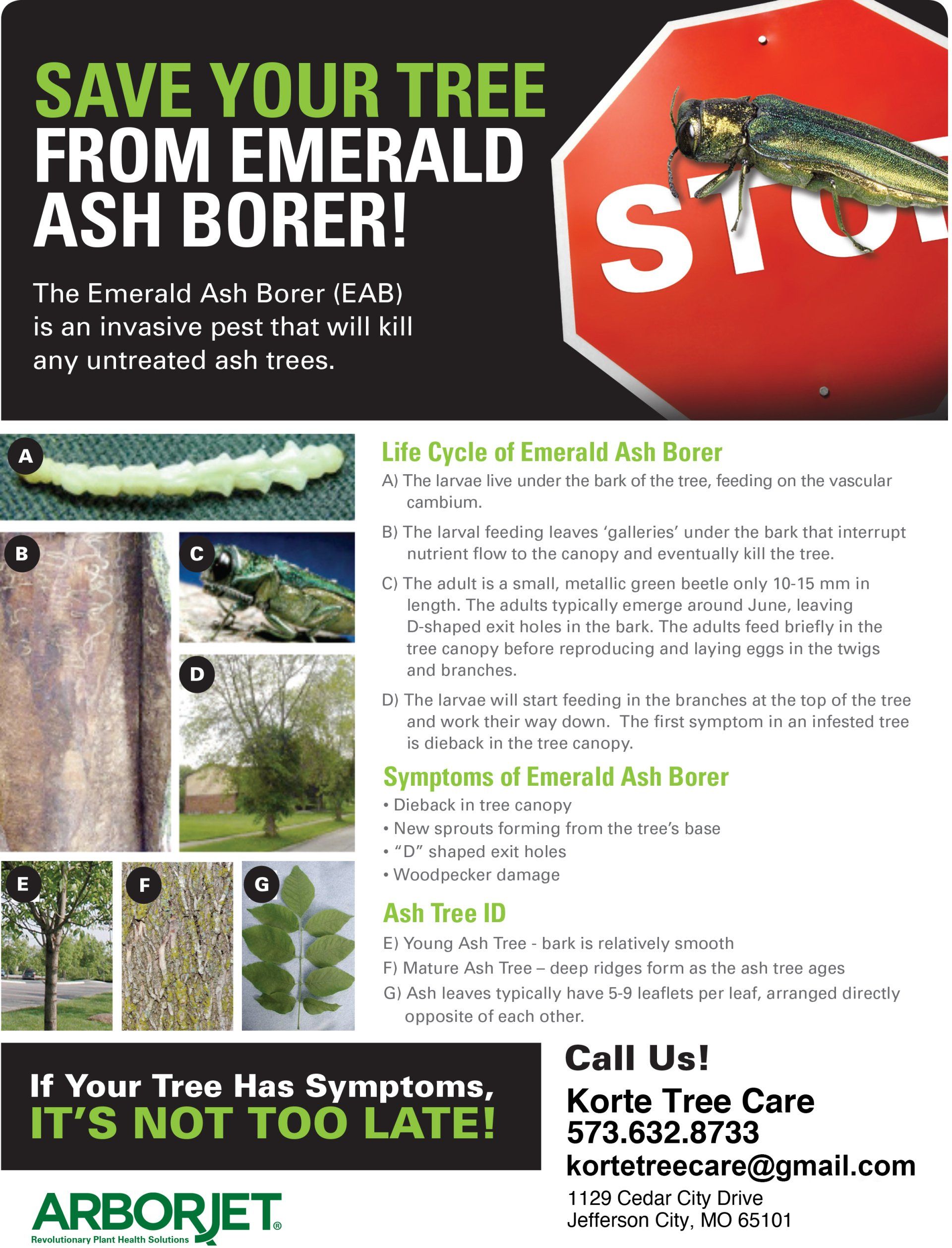 Click to learn more about Emerald Ash Borers