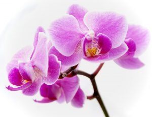 Ligation — Purple Flower in Lima, OH