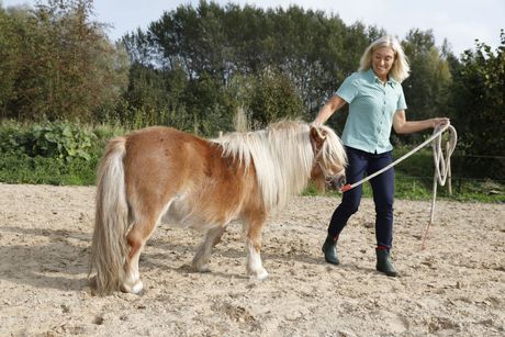 paarden coaching Groningen