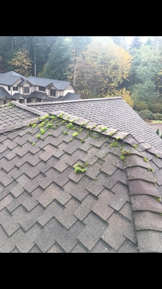 A roof with a lot of moss growing on it.