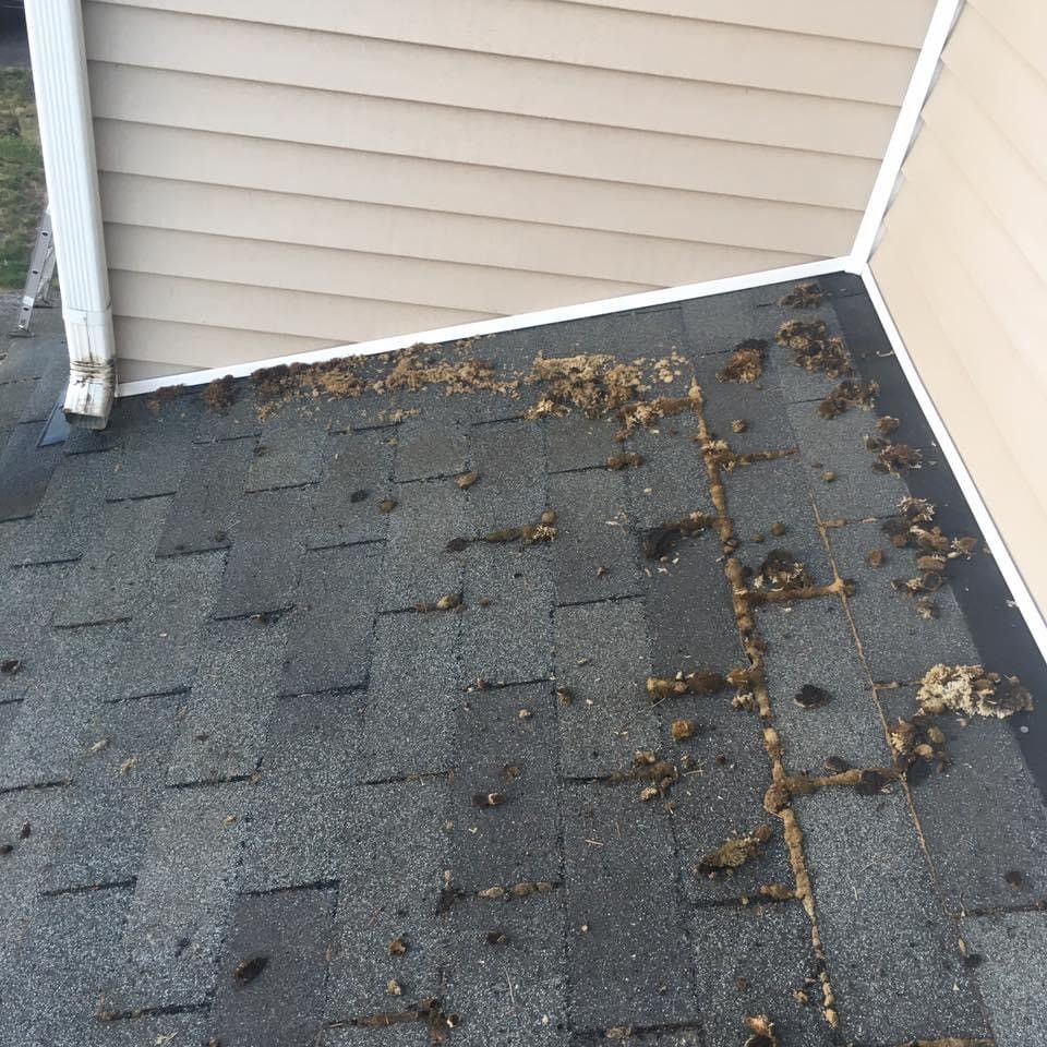 A roof with a lot of leaves on it