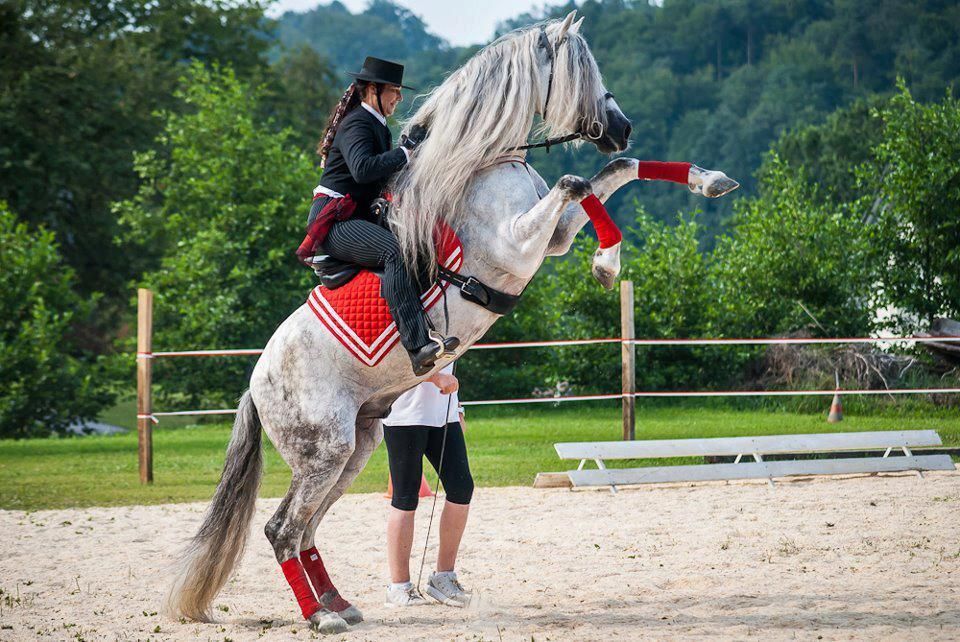 eine Frau reitet auf dem Rücken eines grauen Pferdes