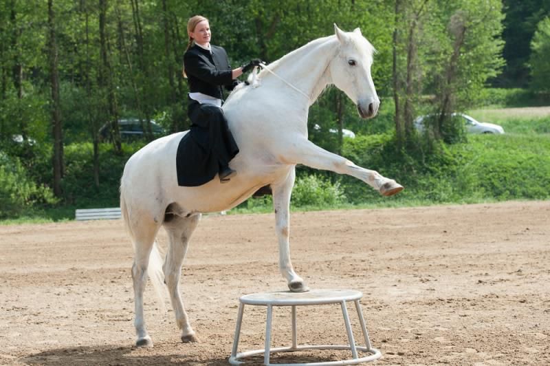 ein weißes Pferd zeigt ein Kunststück