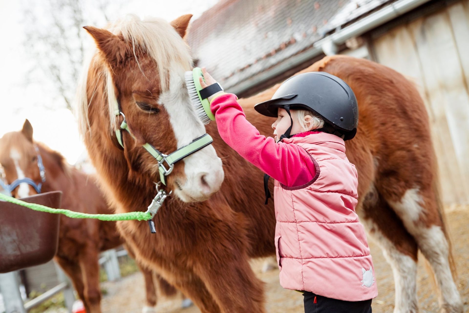 ein kleines Mädchen mit pinker Jacke striegelt ein Pony