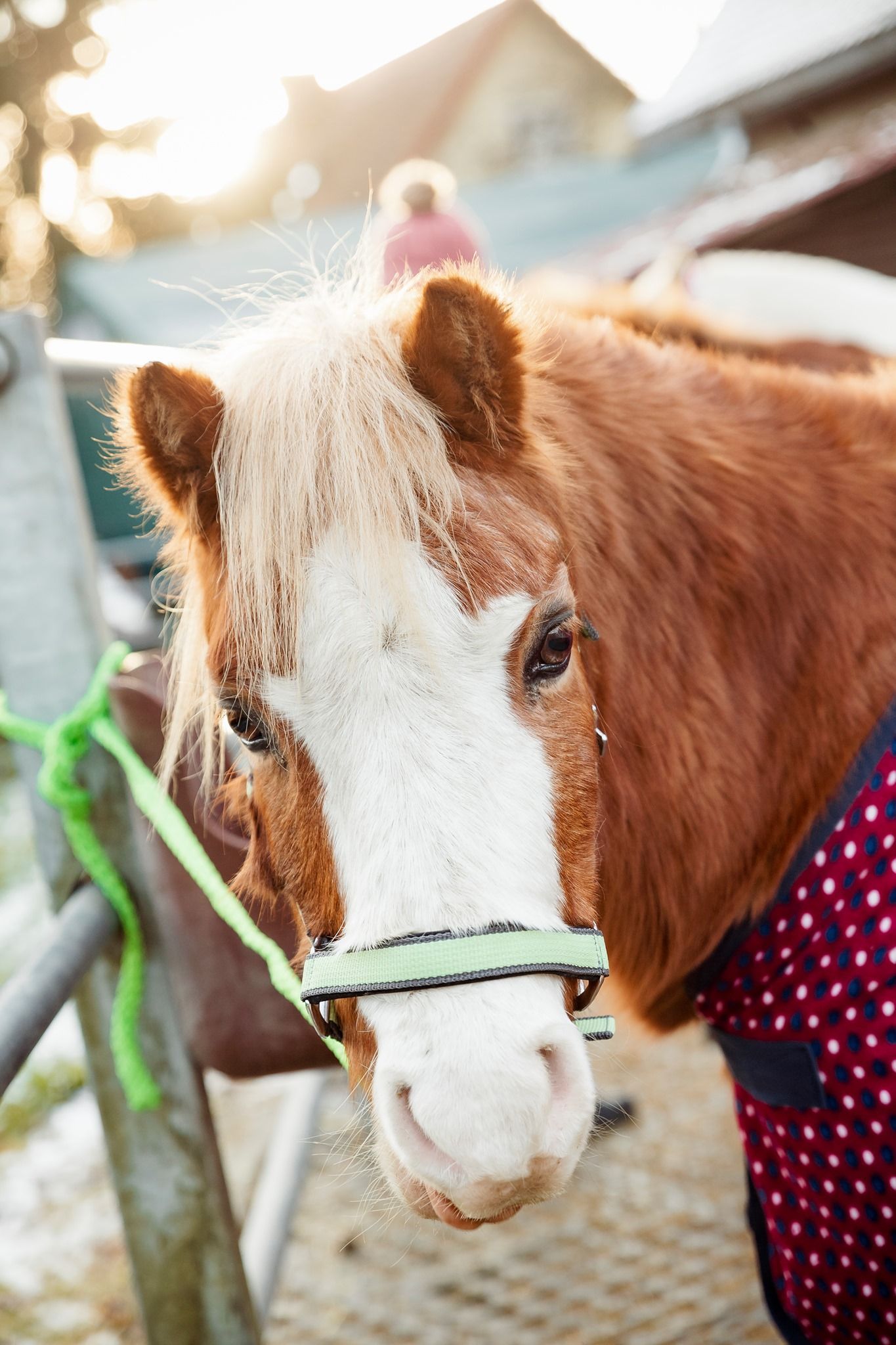 Pony mit Fellfarbe fuchs