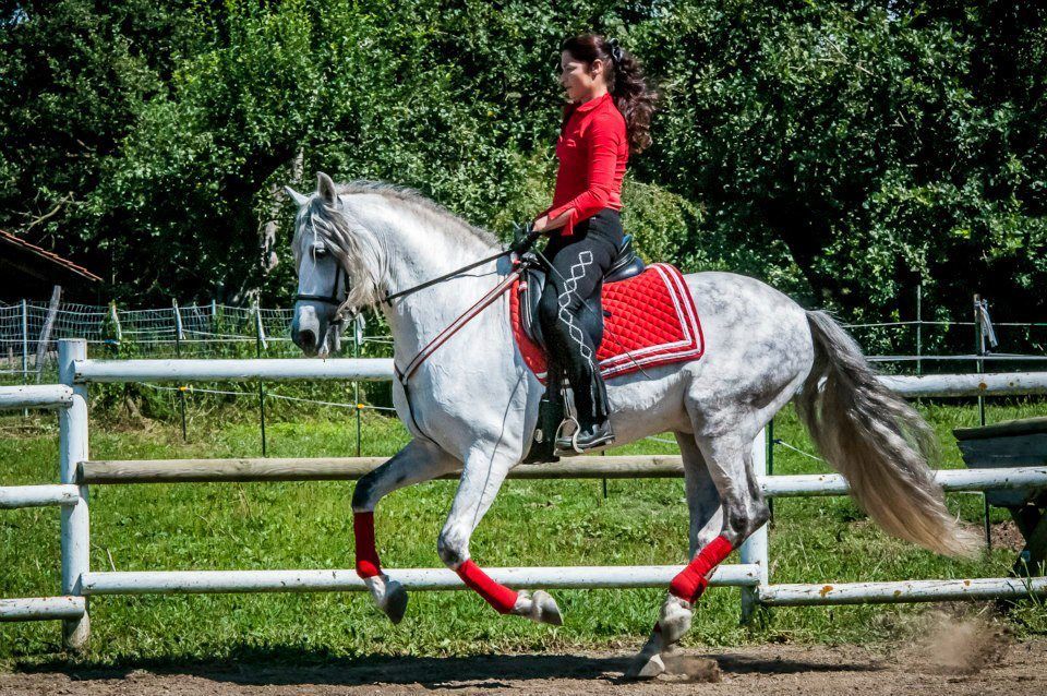 weißes Pferd und Reiterin mit roter Jacke