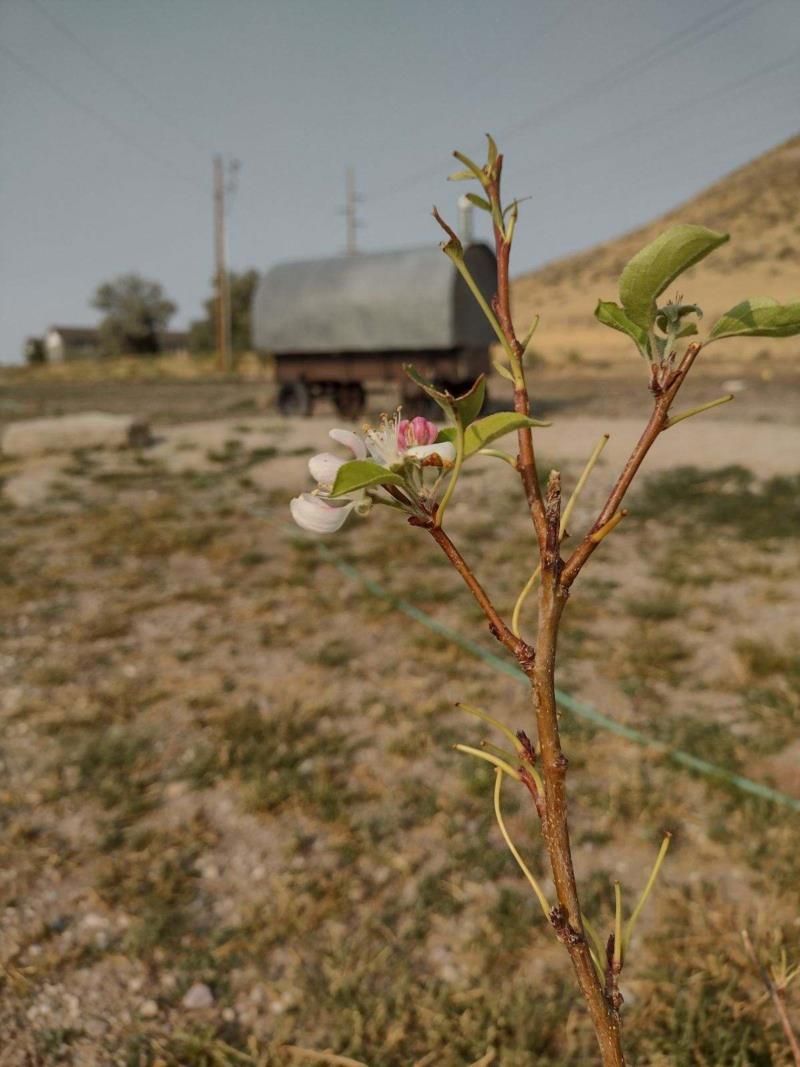 A close up of a plant with a truck in the background.