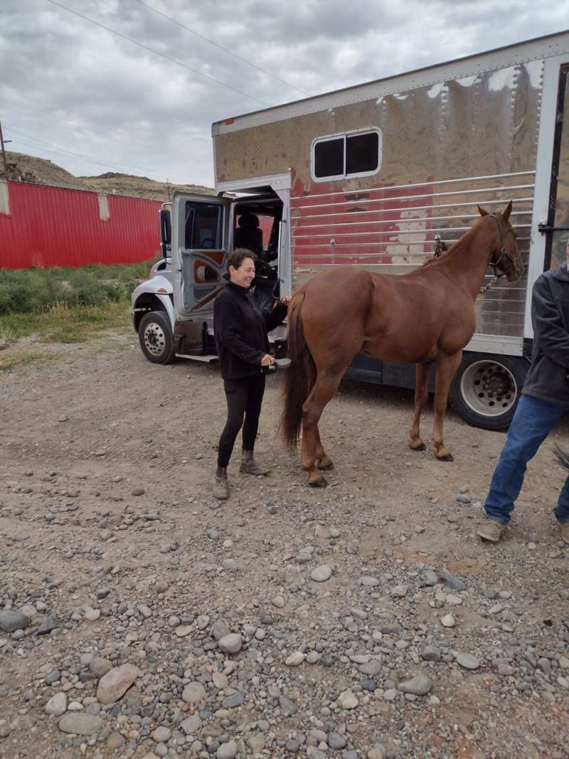 A woman is standing next to a horse in front of a truck.