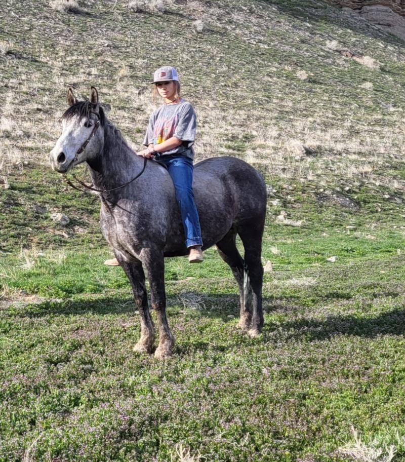 A person riding a horse in a grassy field