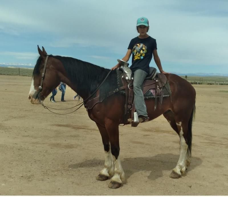 A person riding on the back of a brown horse