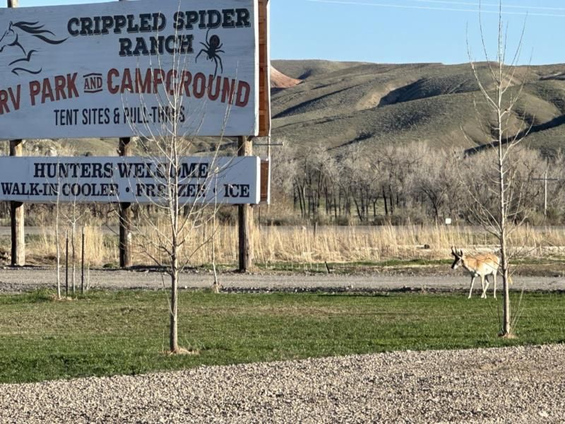 A sign for crippled spider ranch campground with a deer in the foreground