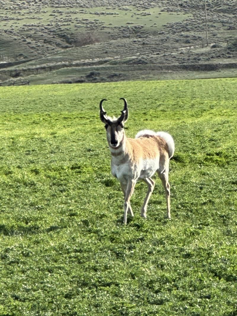 A deer with horns is standing in a grassy field.