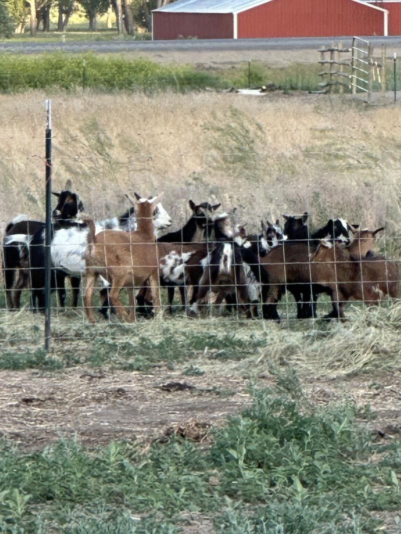 A herd of goats standing behind a fence in a field.