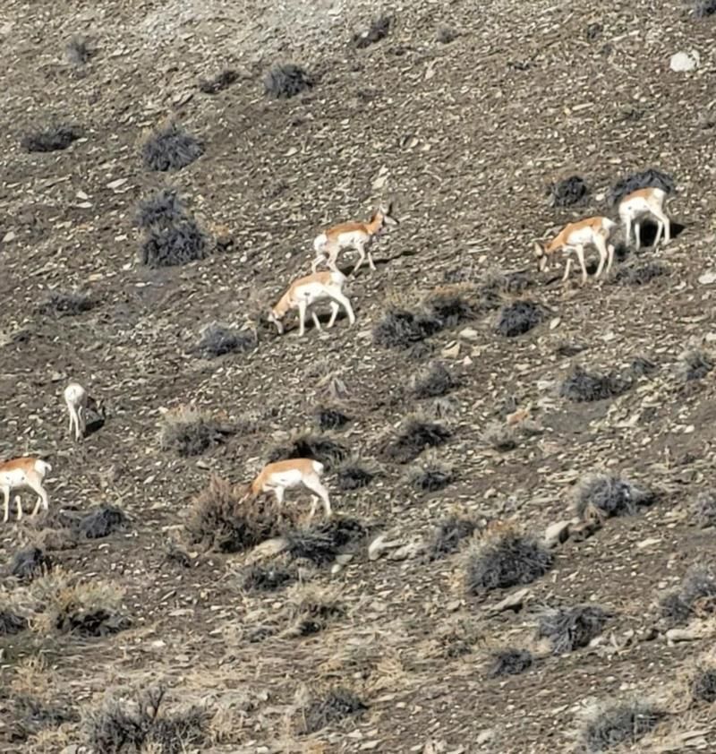 A herd of antelope grazing on a rocky hillside.