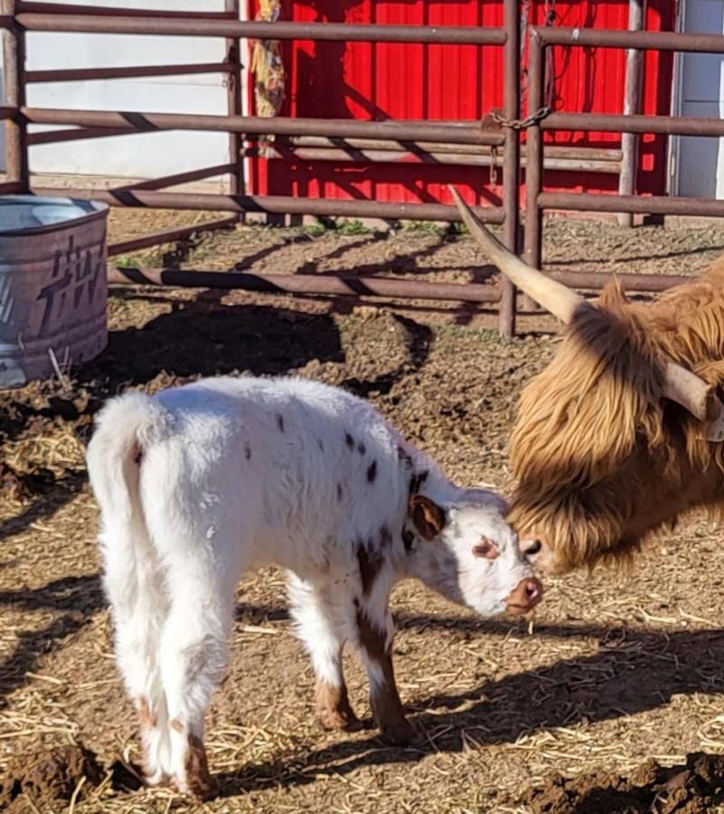 A brown and white cow standing next to a white calf