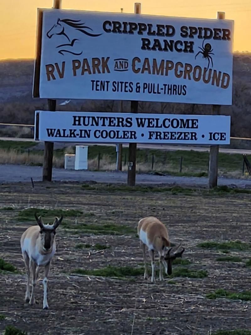 Two deer standing in front of a sign for crippled spider ranch